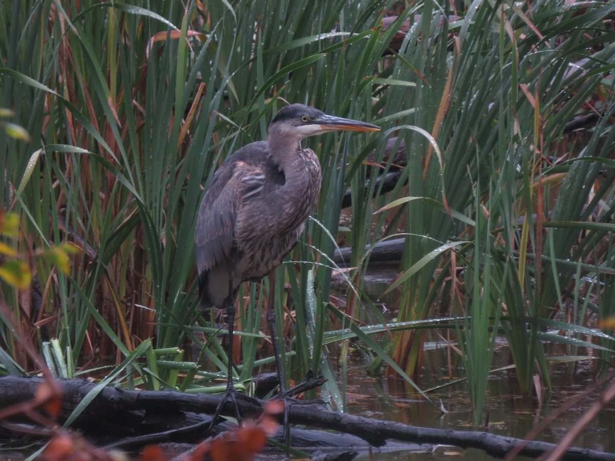 Great Blue Heron - ML620616305