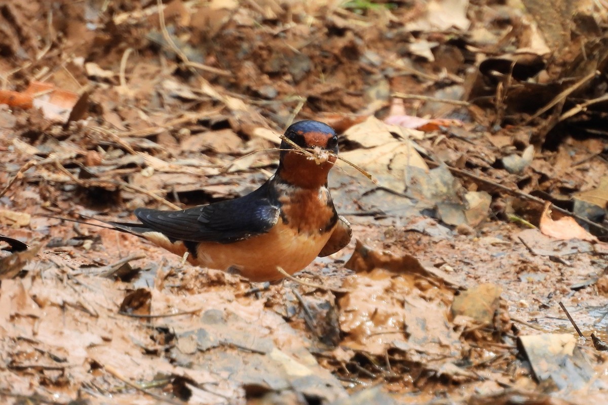 Barn Swallow - ML620616306