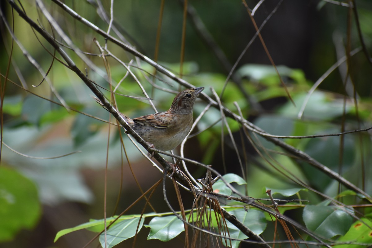 Bachman's Sparrow - Raymund Geroso