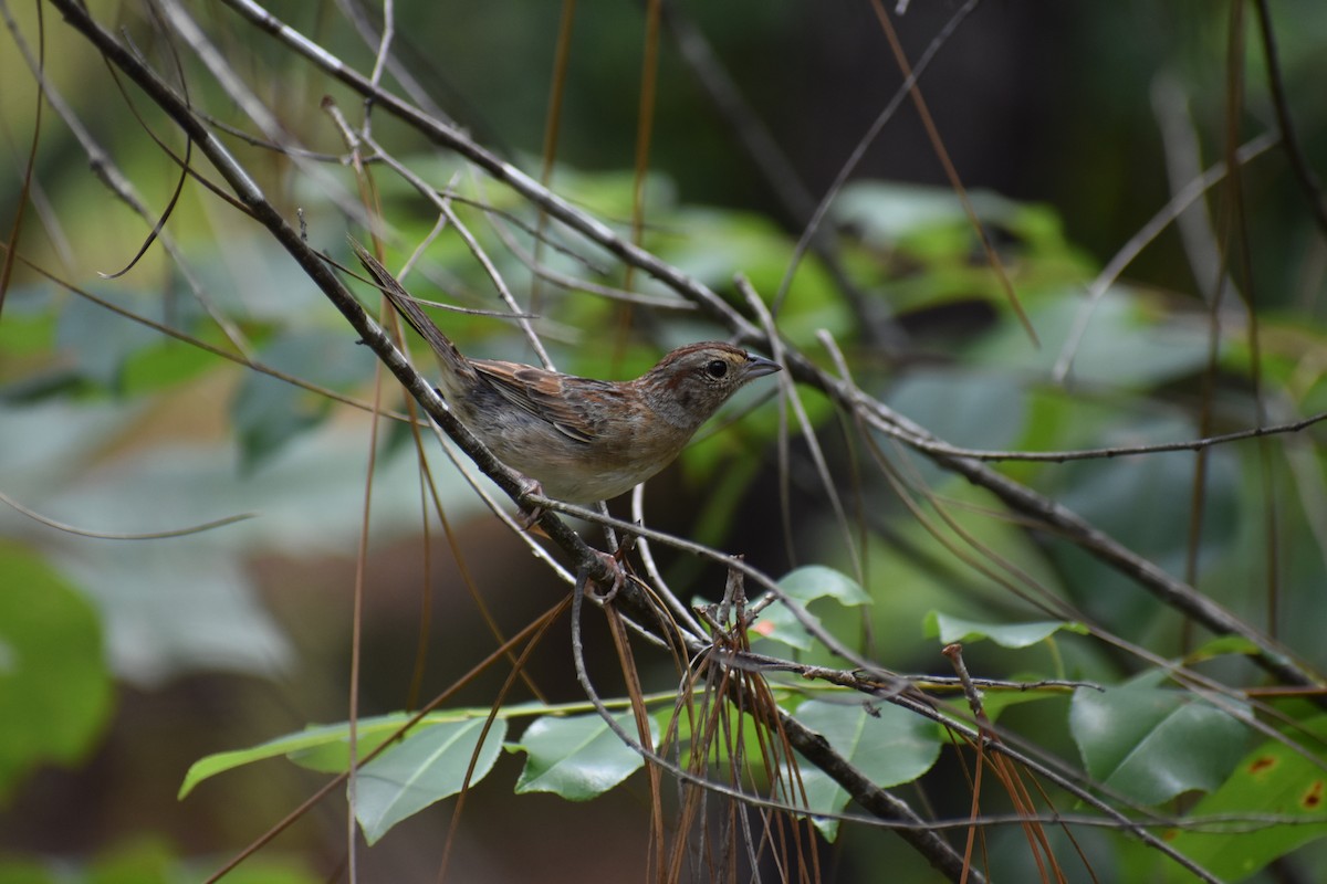 Bachman's Sparrow - ML620616315