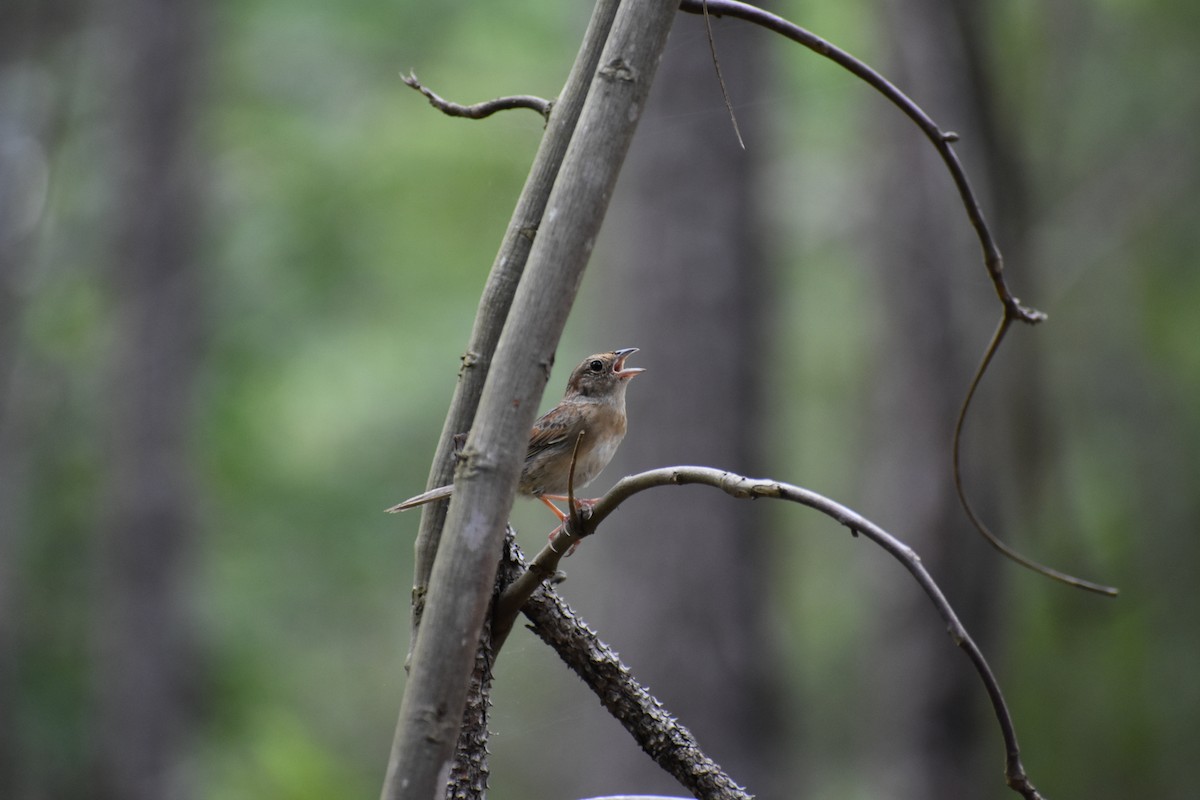 Bachman's Sparrow - ML620616316