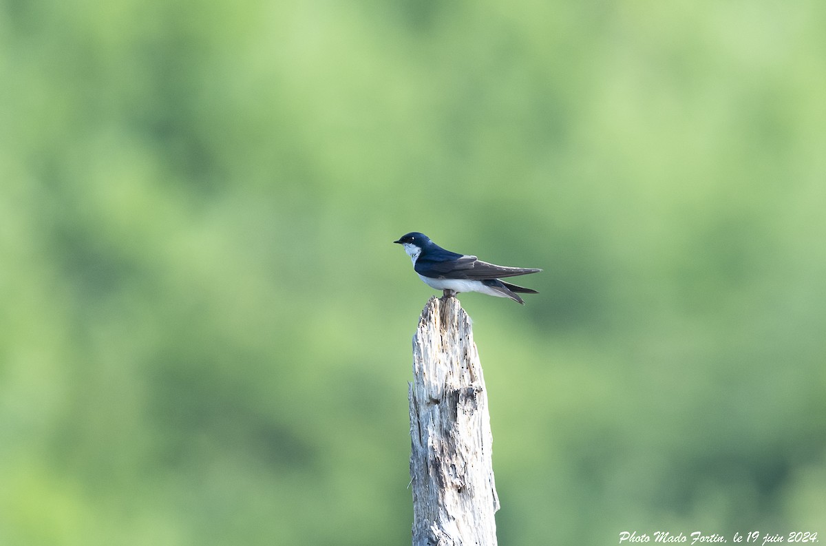 Golondrina Bicolor - ML620616317