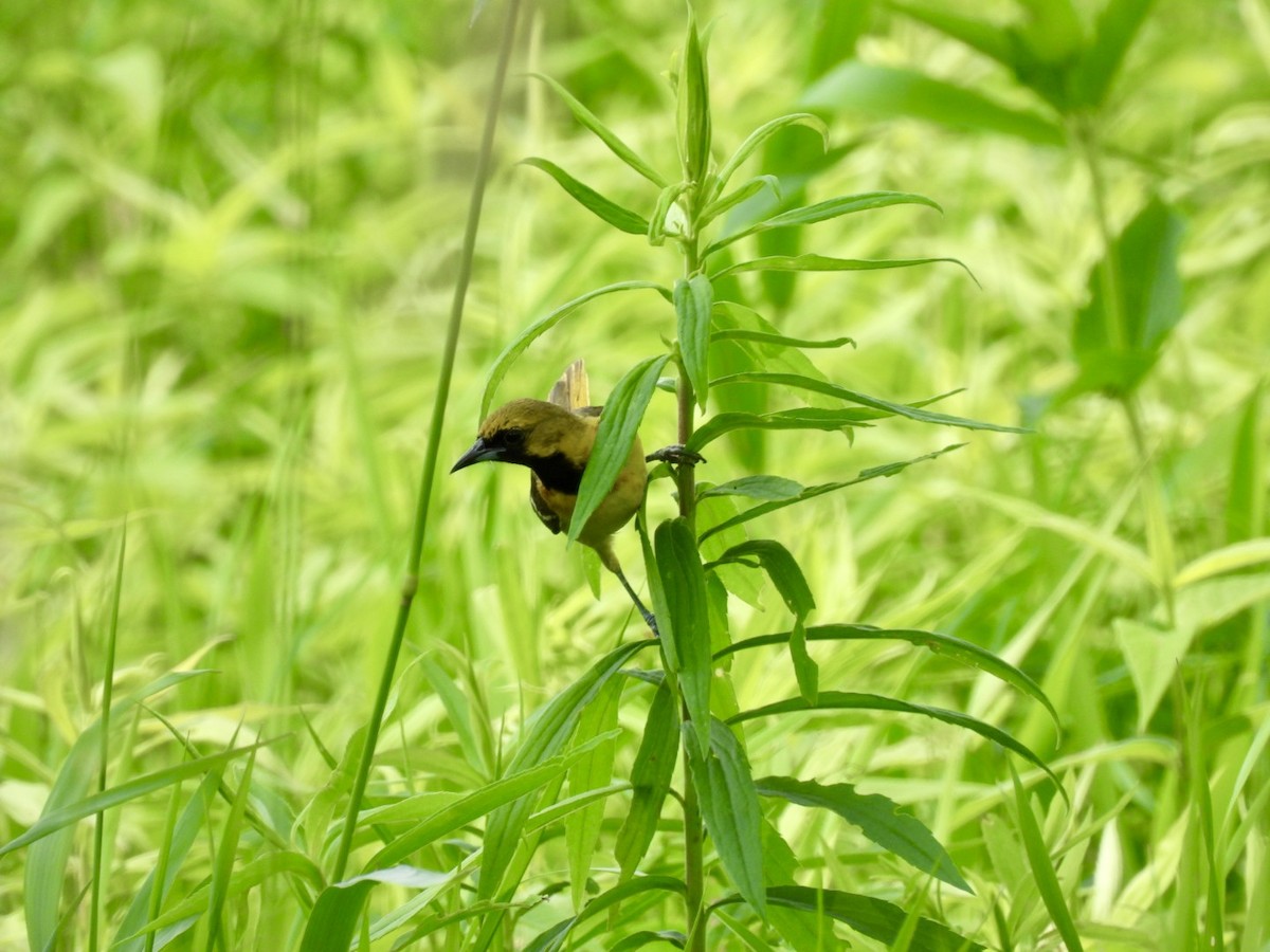 Orchard Oriole - ML620616318