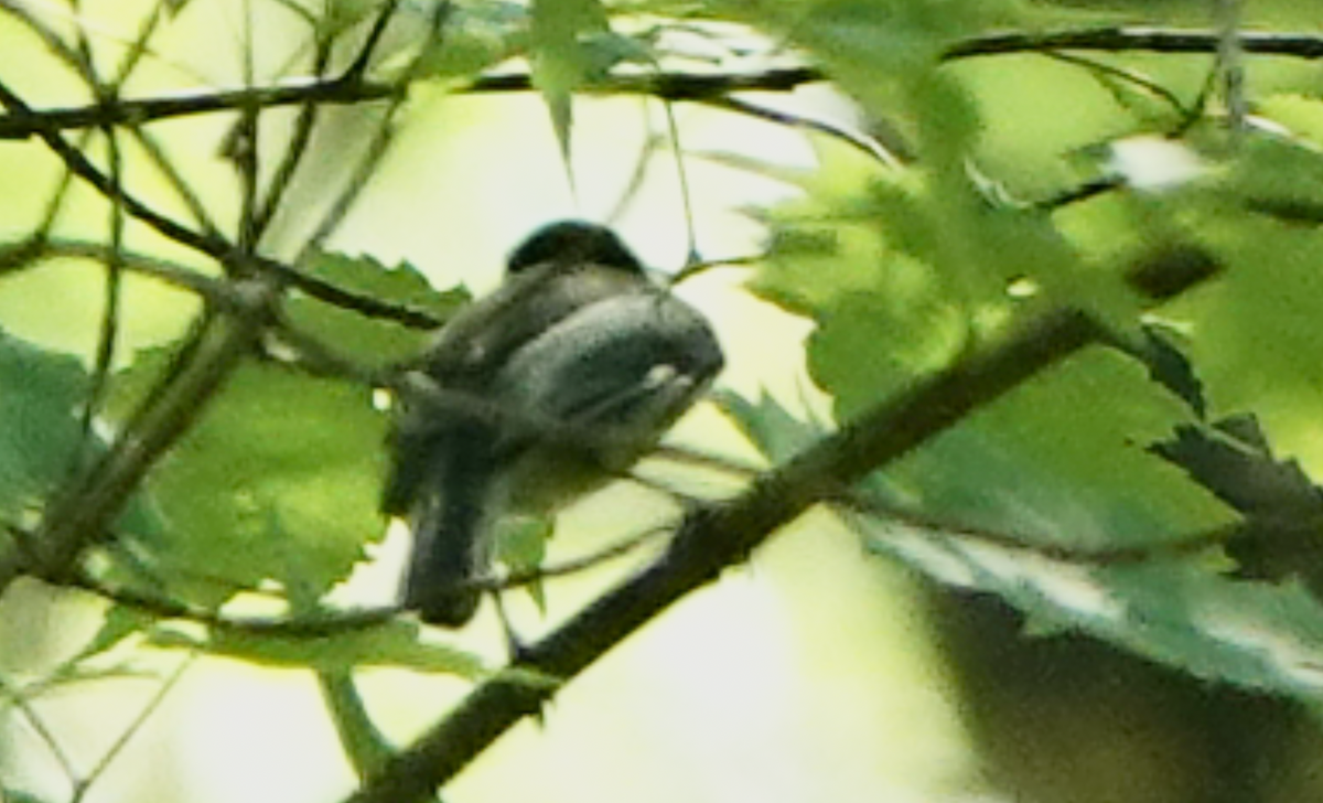 Cerulean Warbler - Bart Williams