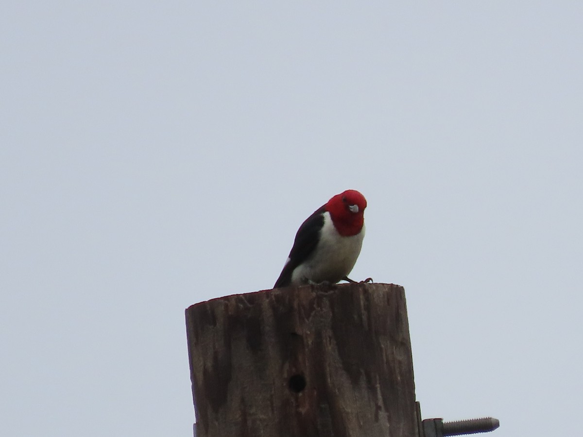 Red-headed Woodpecker - ML620616320