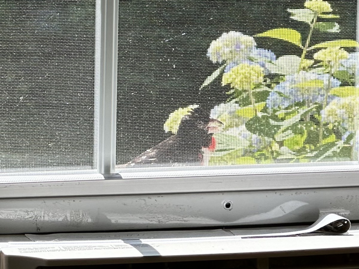 Cardinal à poitrine rose - ML620616321