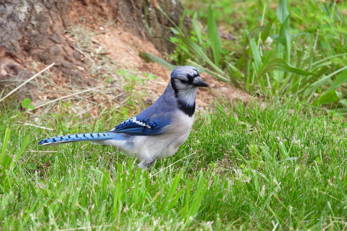 Blue Jay - ML620616322