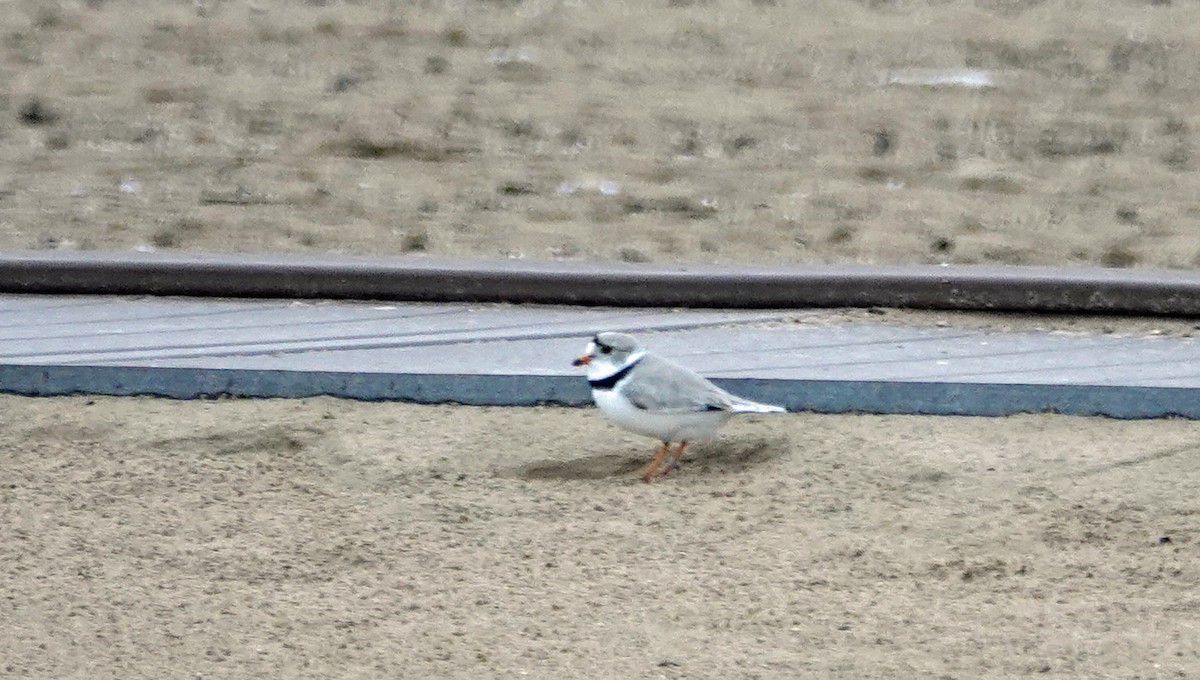 Piping Plover - ML620616324