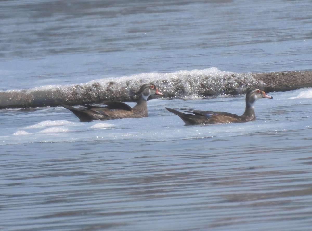 Wood Duck - ML620616325