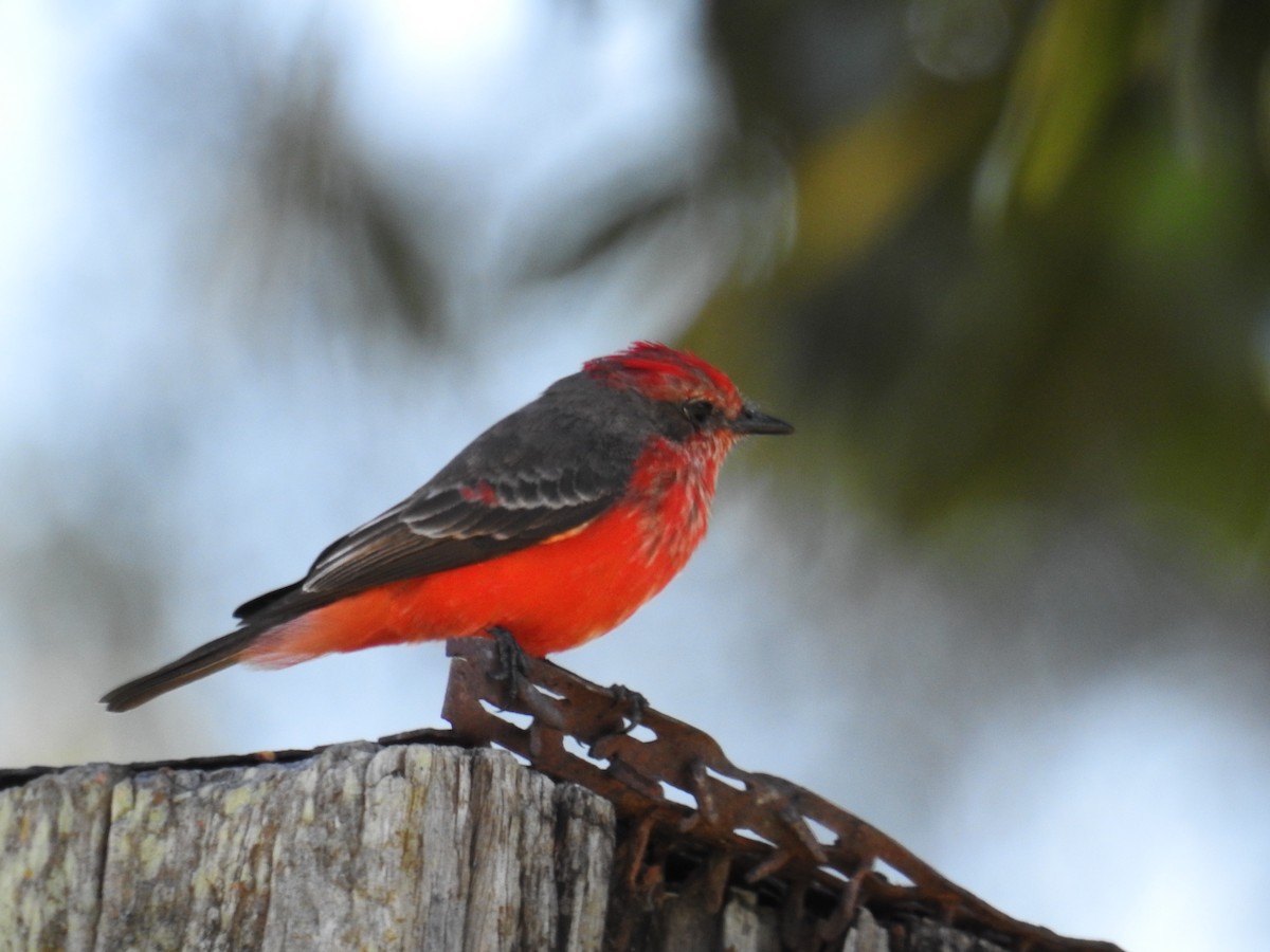 Vermilion Flycatcher - ML620616327