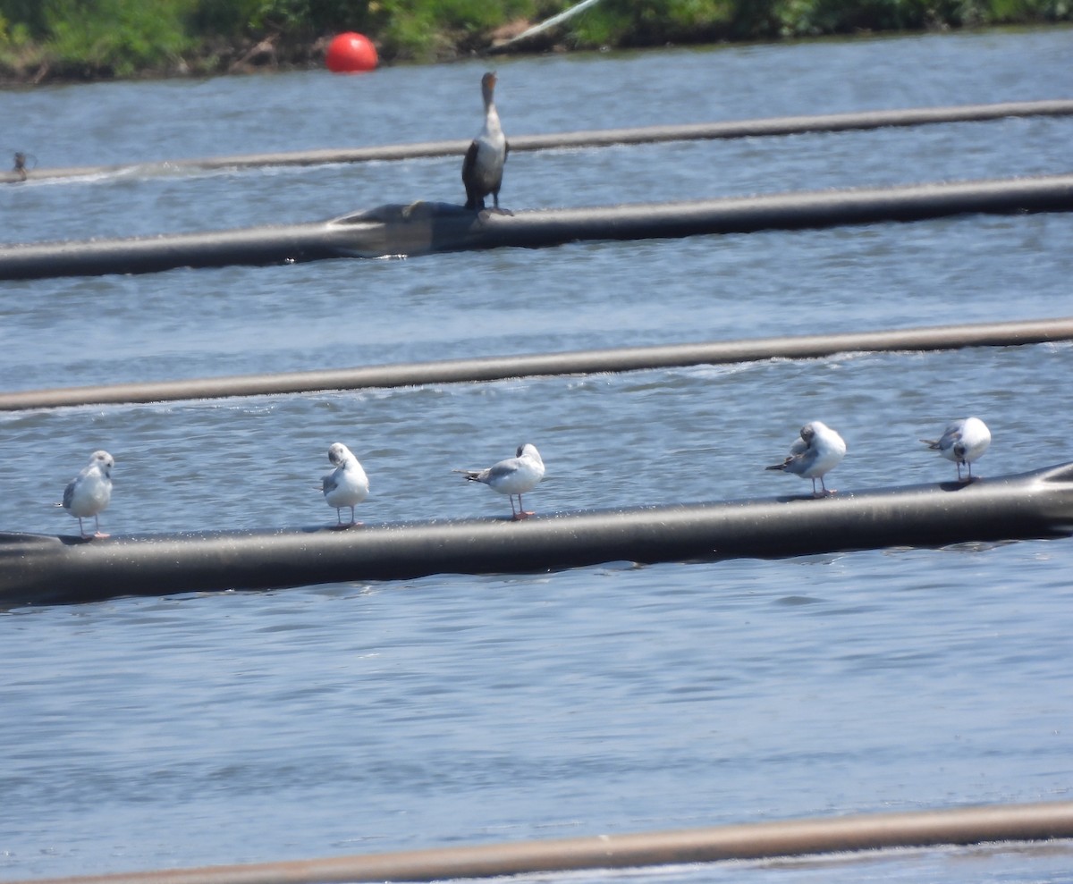 Bonaparte's Gull - ML620616328