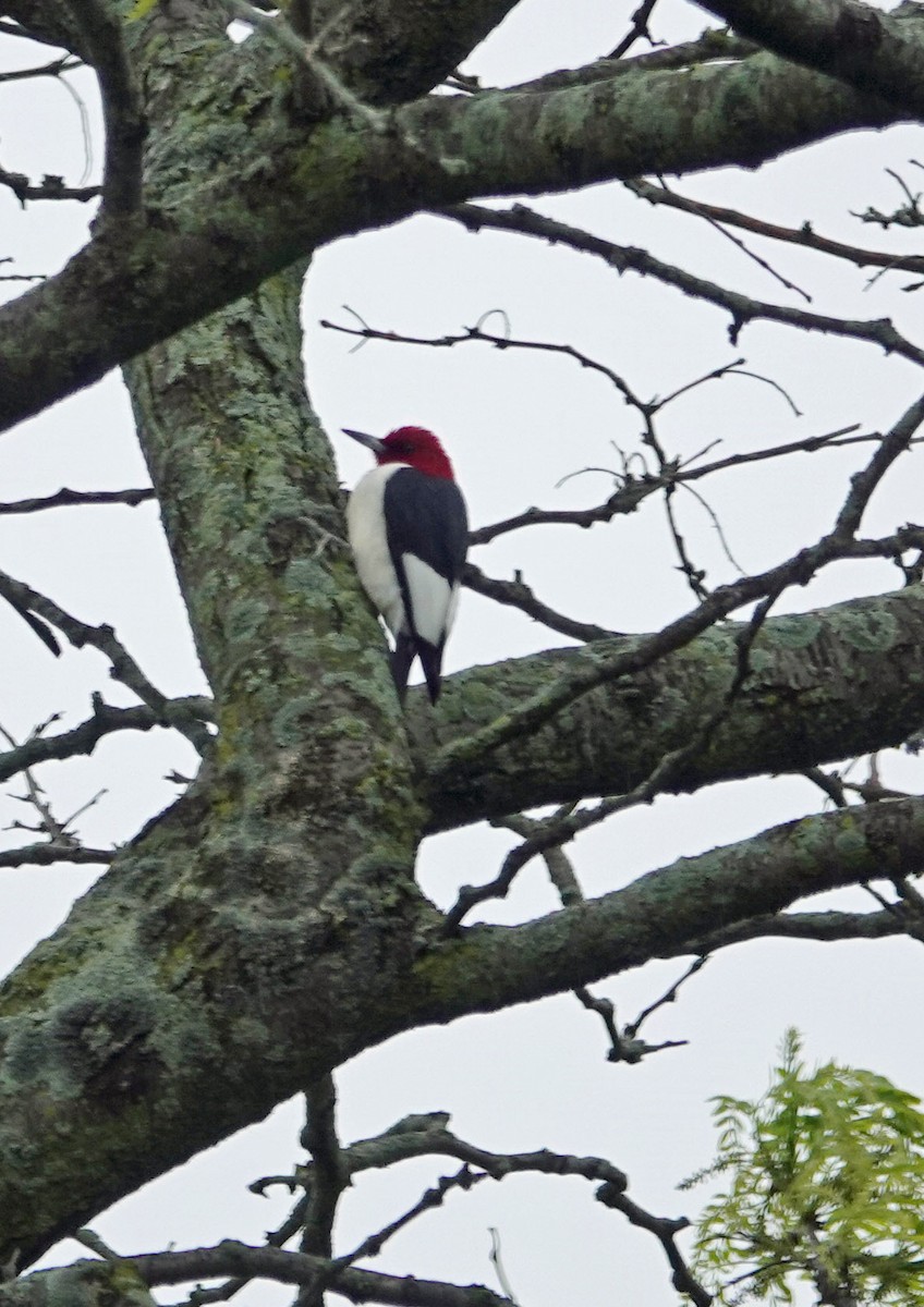 Pic à tête rouge - ML620616329