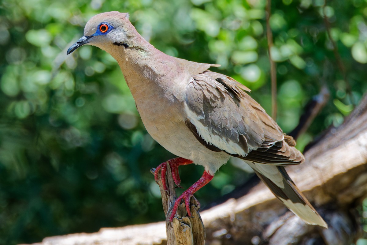 White-winged Dove - Timothy Burnett