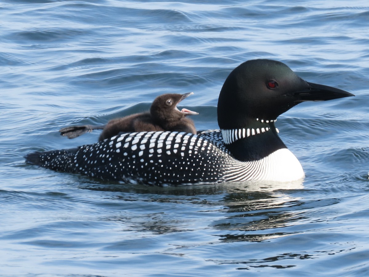 Common Loon - ML620616331