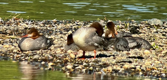 Common Merganser - ML620616332