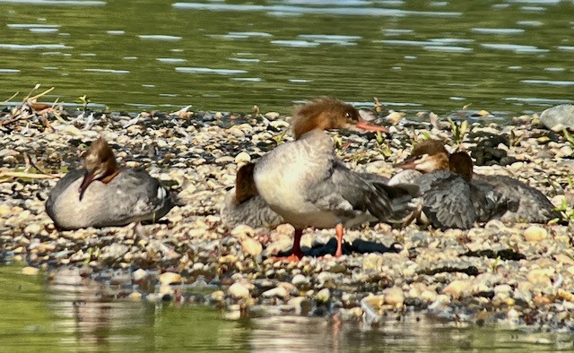 Common Merganser - ML620616333