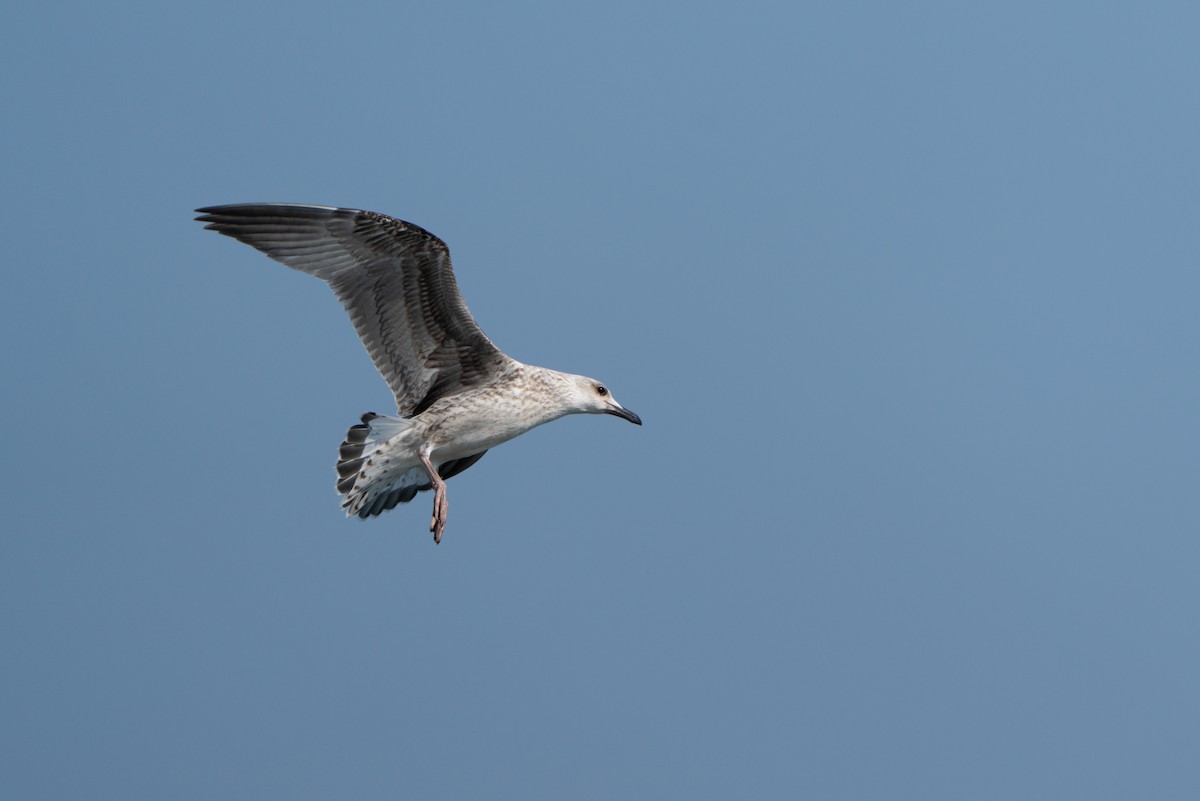 Yellow-legged Gull - ML620616334