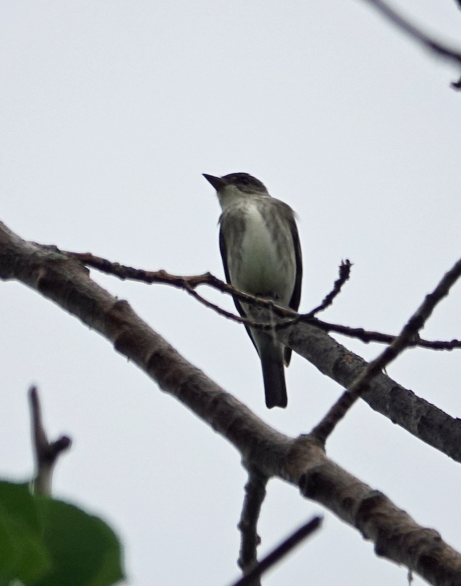 Olive-sided Flycatcher - ML620616335