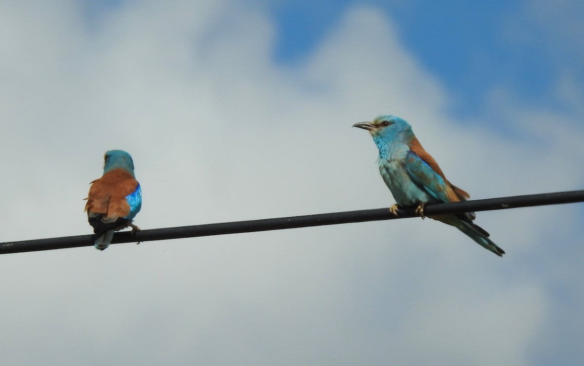 European Roller - ML620616338