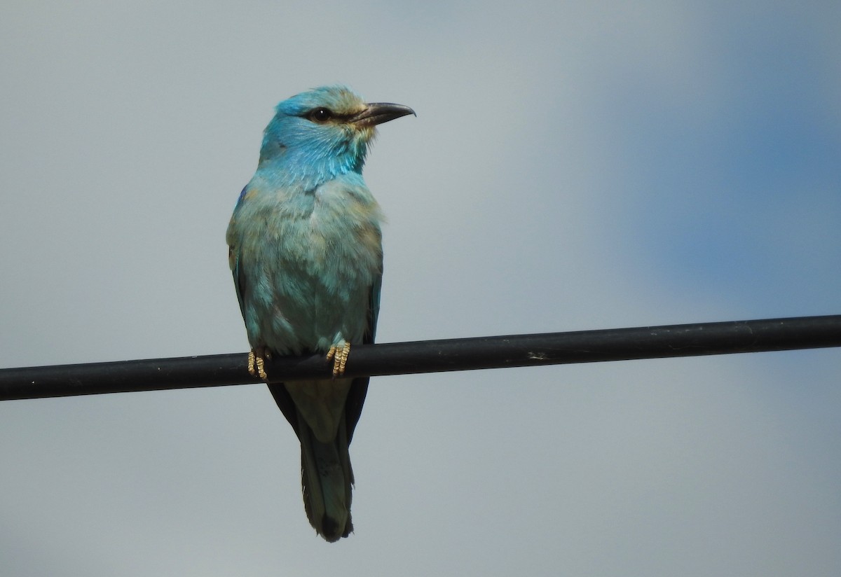 European Roller - ML620616339