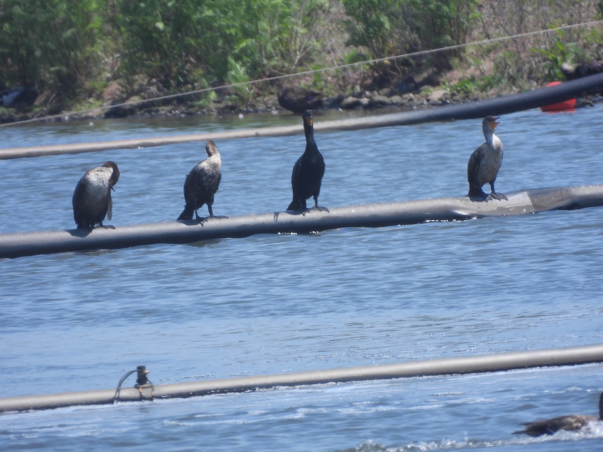 Double-crested Cormorant - ML620616346