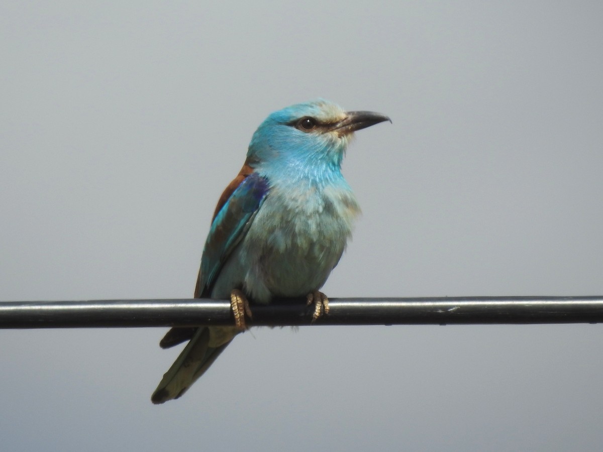 European Roller - ML620616349