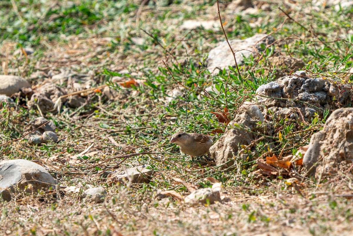 House Sparrow - ML620616351