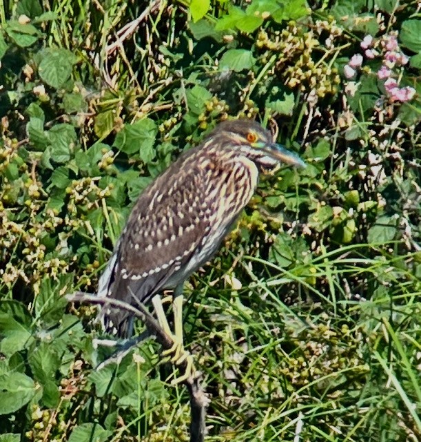 Black-crowned Night Heron - ML620616352