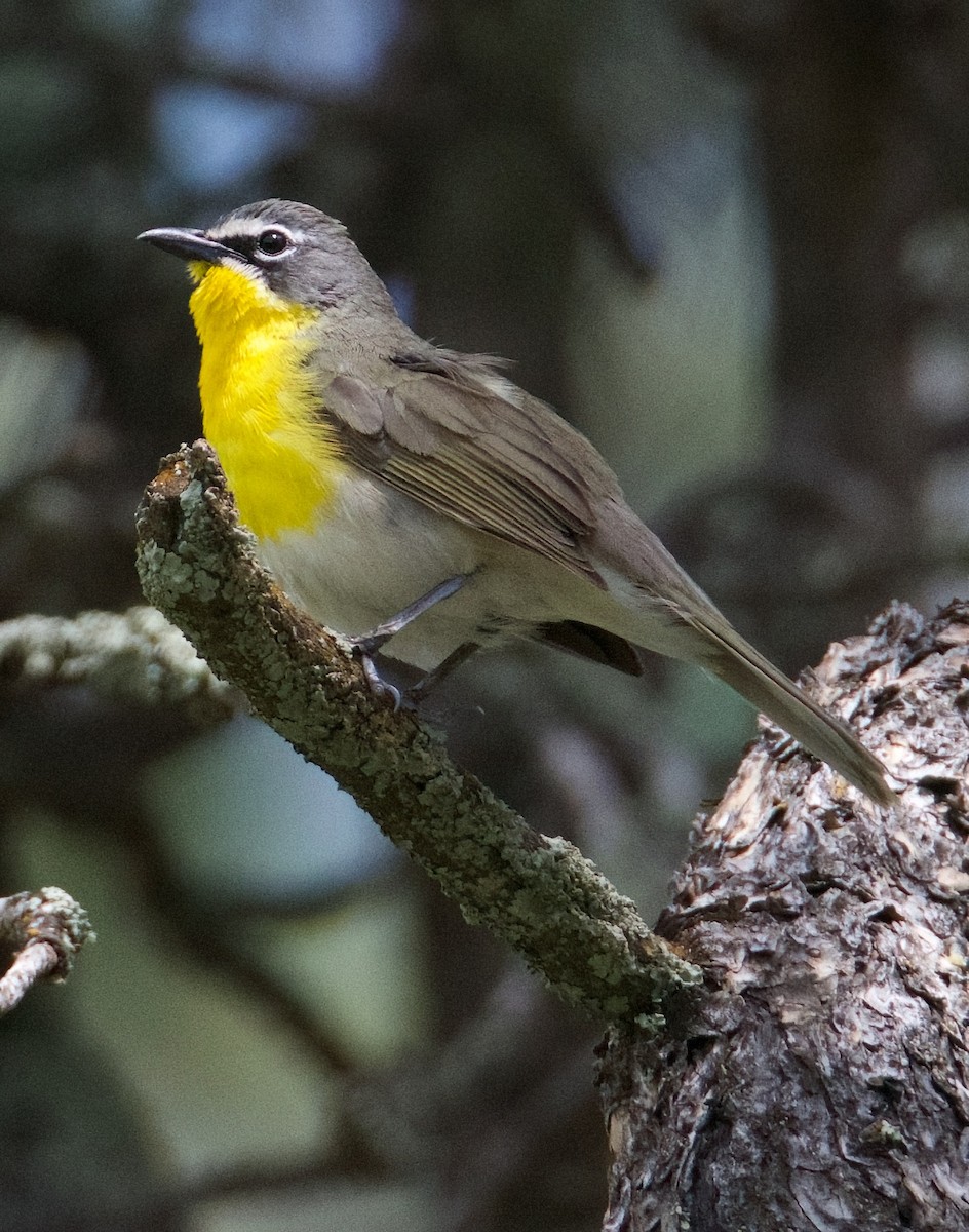 Yellow-breasted Chat - ML620616353