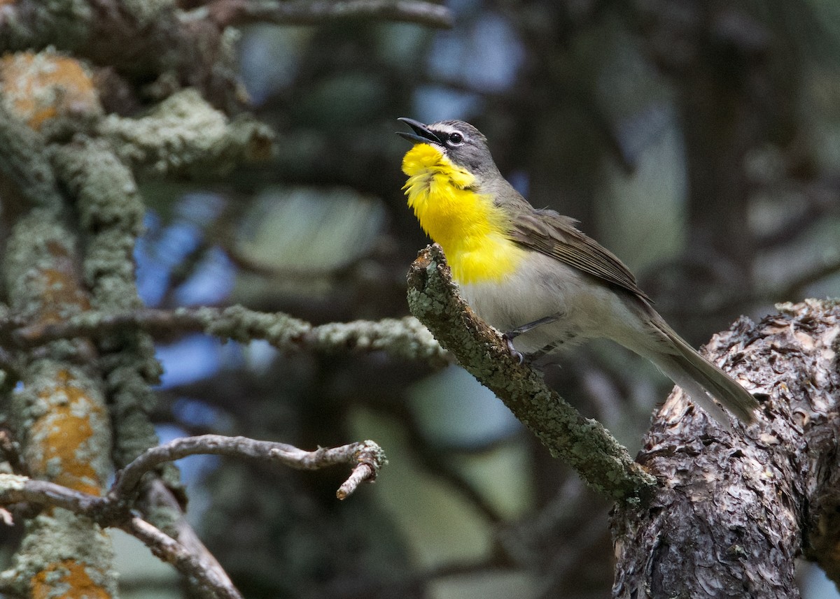 Yellow-breasted Chat - ML620616356