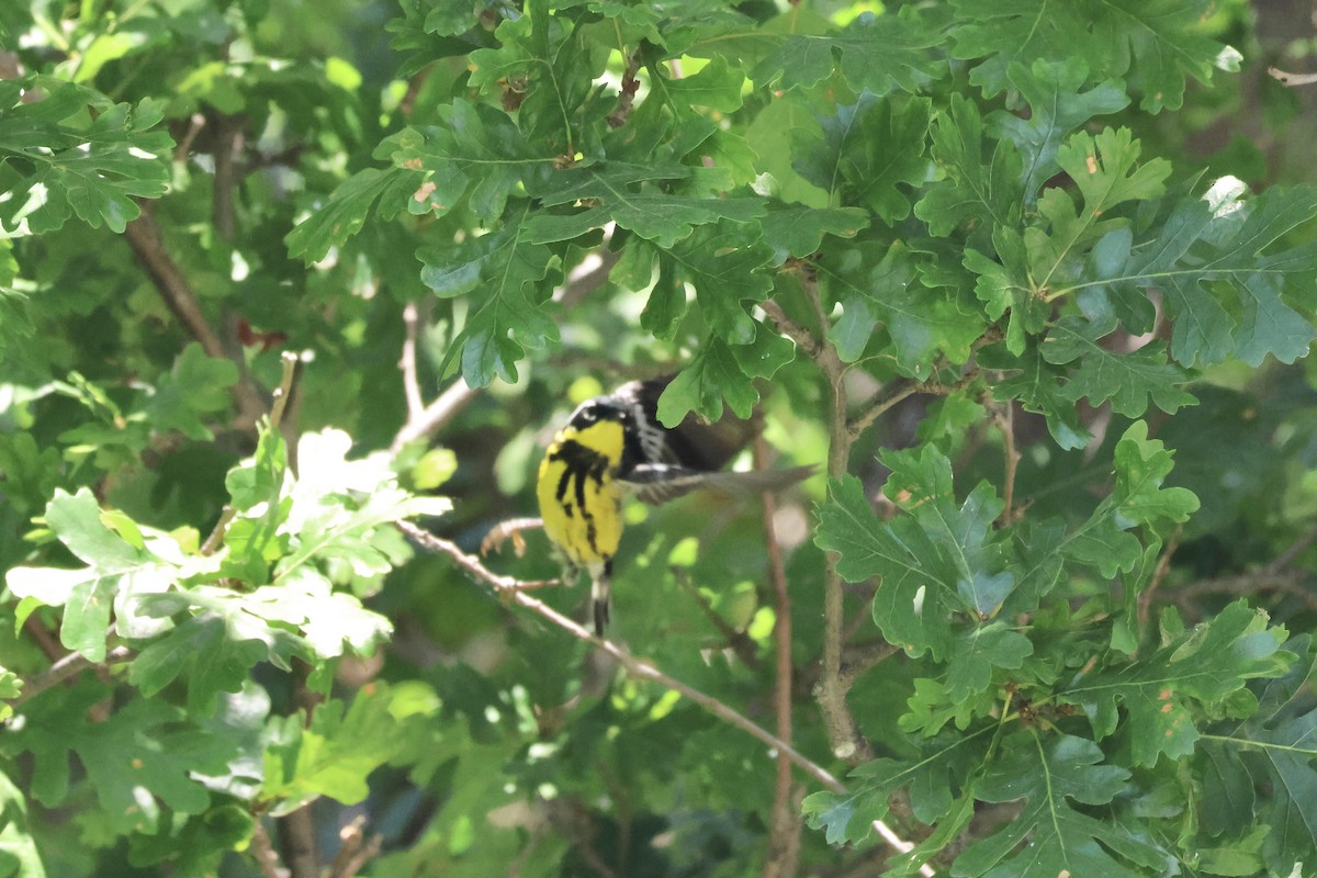 Magnolia Warbler - ML620616358