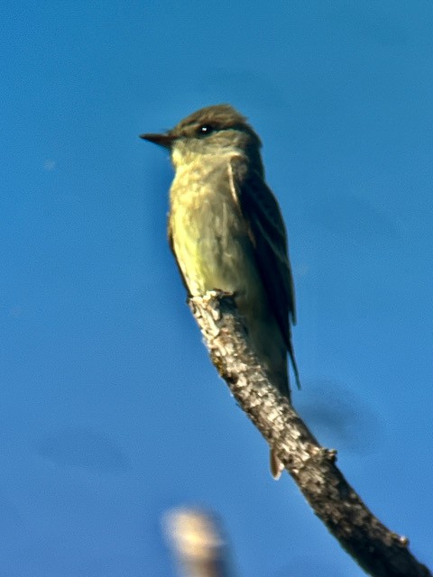 Western Wood-Pewee - ML620616360