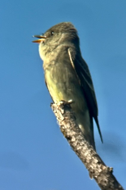 Western Wood-Pewee - Jeri Langham