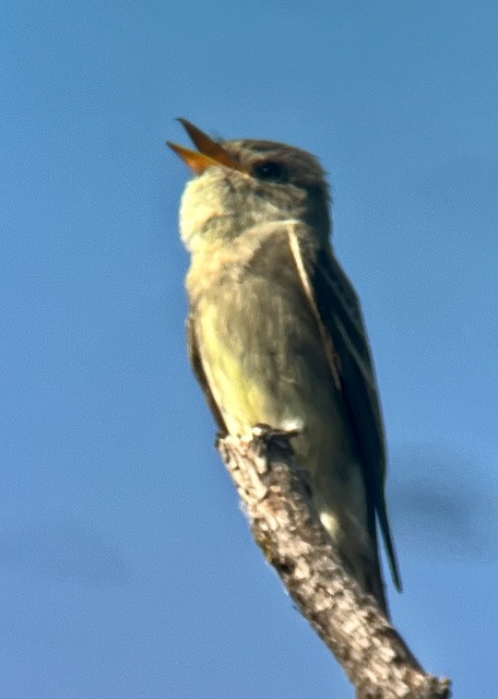 Western Wood-Pewee - ML620616363