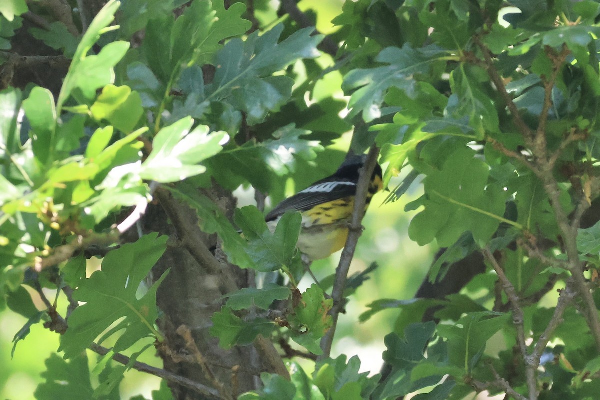 Magnolia Warbler - ML620616367