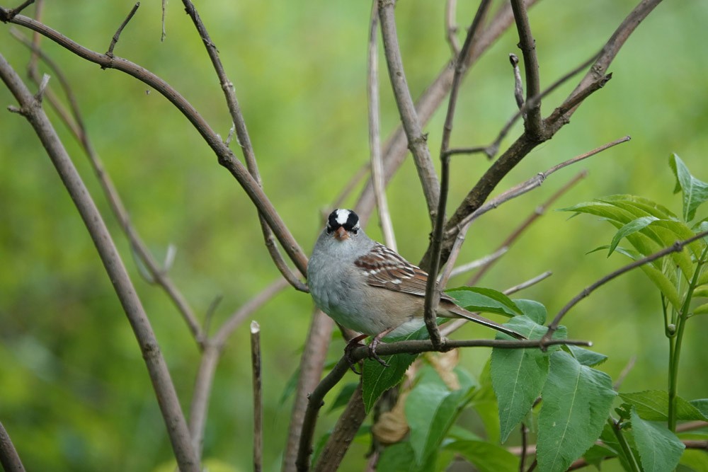 White-crowned Sparrow - ML620616368