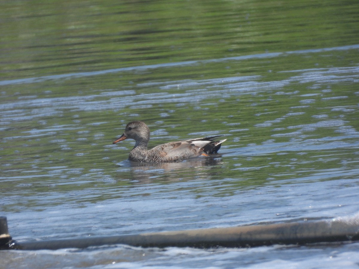 Gadwall - ML620616369