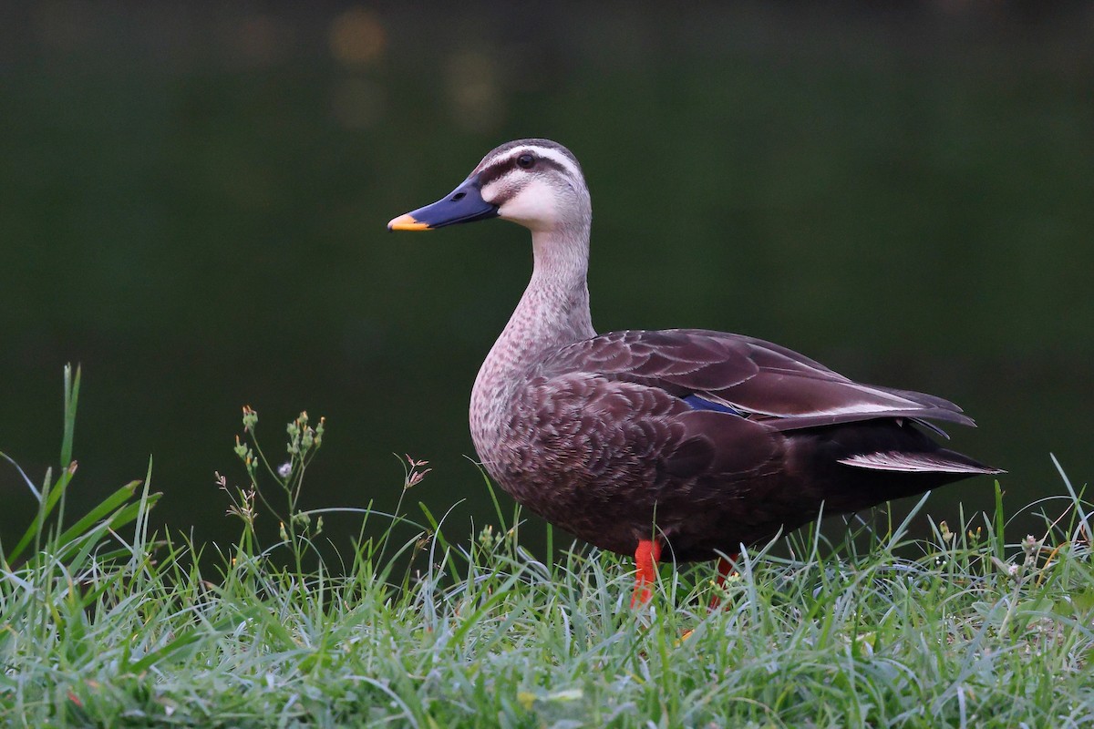 Eastern Spot-billed Duck - ML620616370