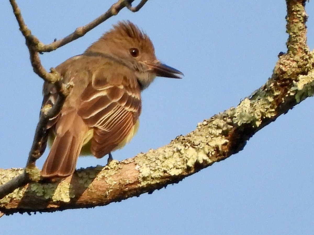 Great Crested Flycatcher - ML620616373