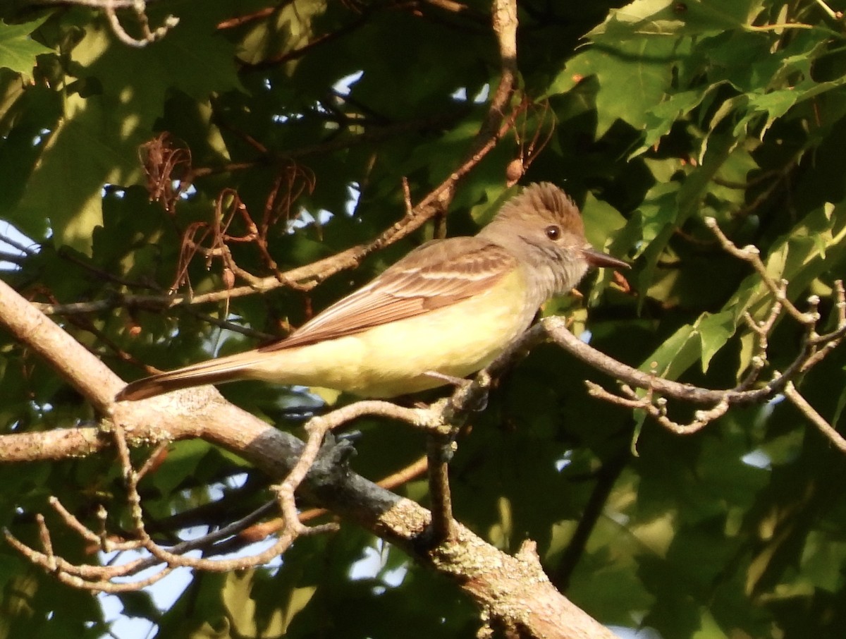 Great Crested Flycatcher - ML620616374