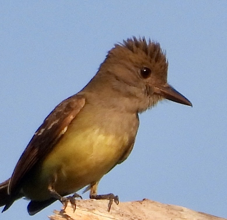 Great Crested Flycatcher - ML620616375