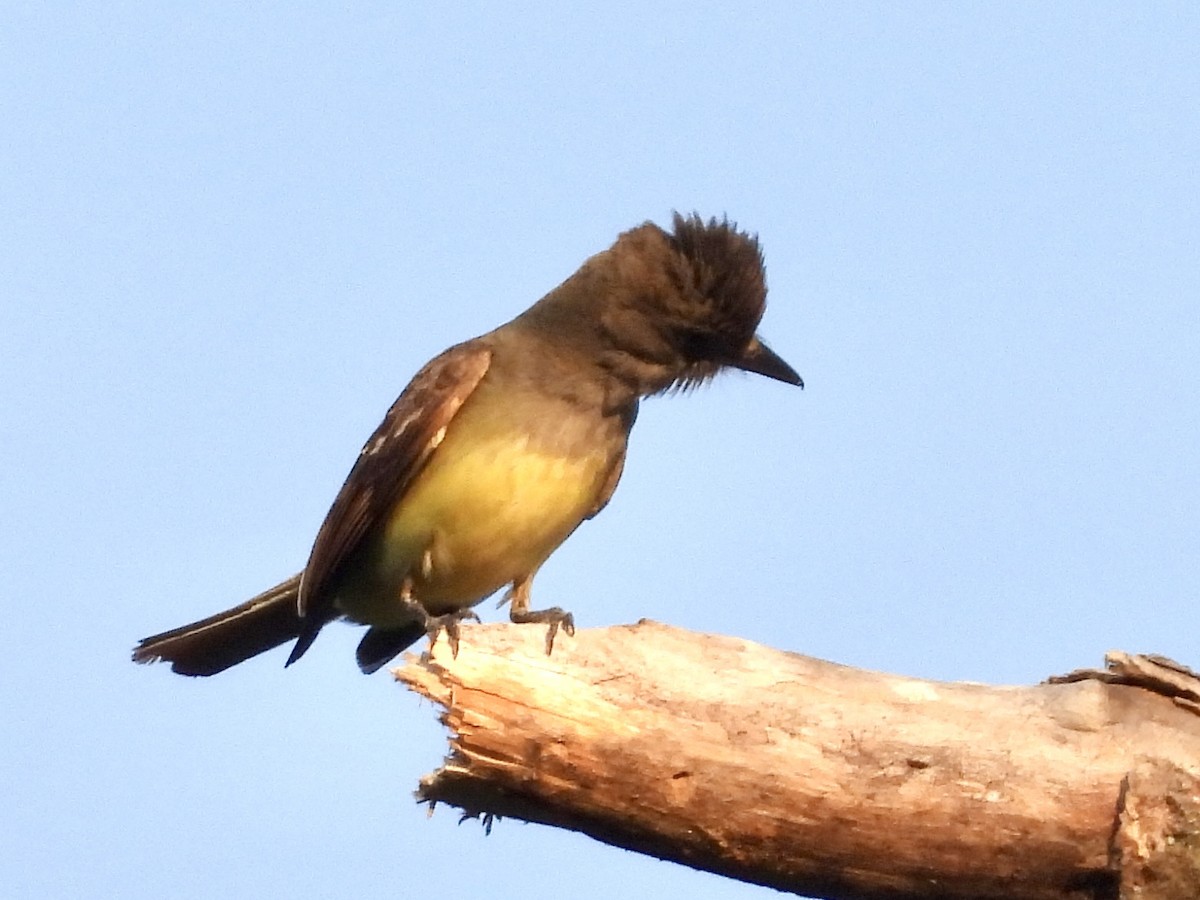 Great Crested Flycatcher - ML620616376