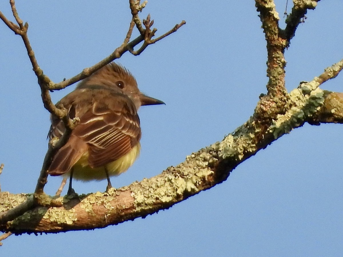 Great Crested Flycatcher - ML620616377