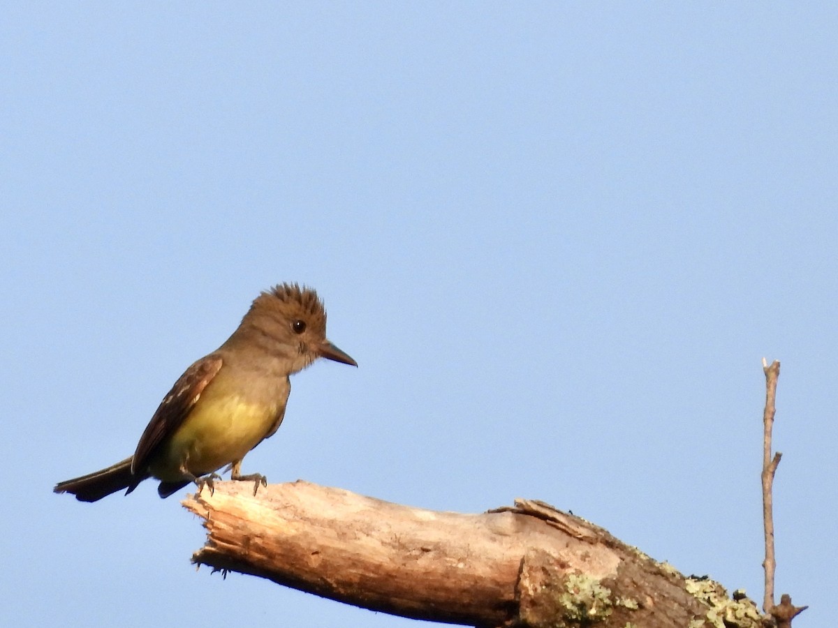 Great Crested Flycatcher - ML620616379