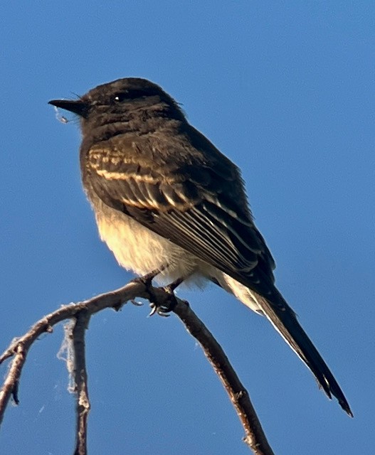 Black Phoebe - ML620616382