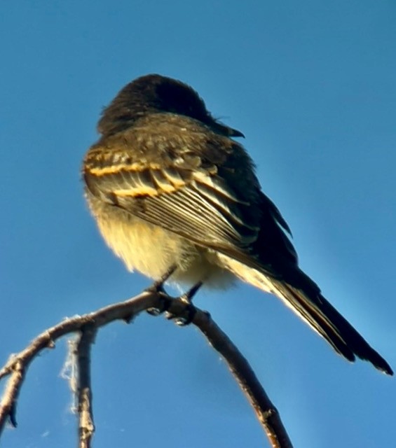 Black Phoebe - ML620616383