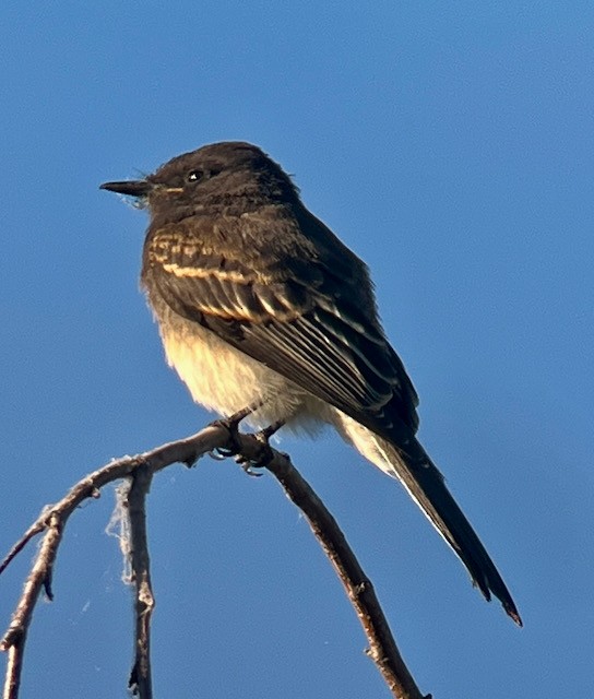 Black Phoebe - ML620616384