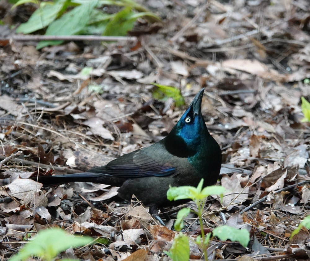 Common Grackle - ML620616385