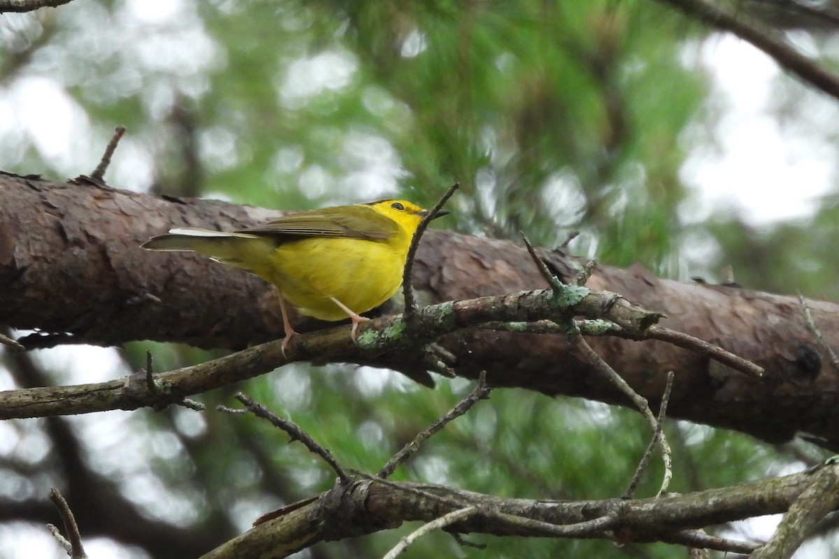 Hooded Warbler - ML620616386