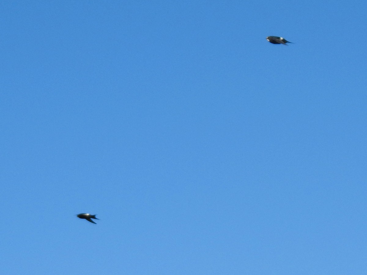 White-rumped Swift - ML620616388